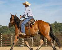 show-belgian-horse