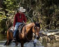 trail-belgian-horse