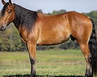 trail-riding-belgian-horse