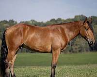 western-riding-belgian-horse