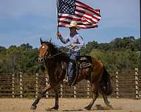 bay-belgian-gelding