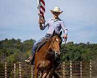working-cattle-belgian-horse