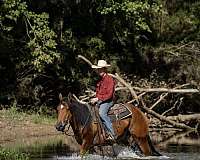 bay-all-around-horse