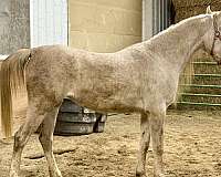 amazing-disposition-arabian-horse