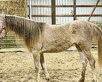 combined-arabian-horse
