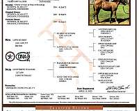 calf-roping-quarter-horse