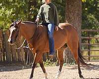 athletic-quarter-horse