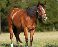 husband-safe-quarter-horse