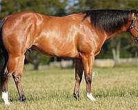 flashy-quarter-horse