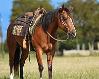 ranch-versatility-quarter-horse