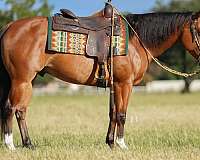show-quarter-horse