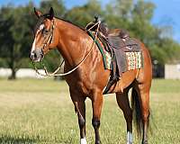 trail-quarter-horse