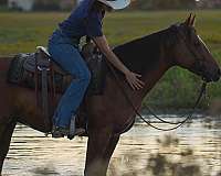 performance-quarter-horse