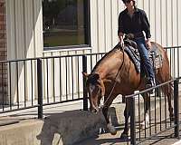 ranch-work-quarter-horse