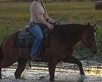 ridden-english-quarter-horse