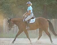 ridden-western-quarter-horse
