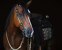 roping-quarter-horse