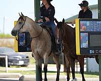 trail-riding-quarter-horse