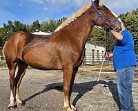bred-to-belgian-horse