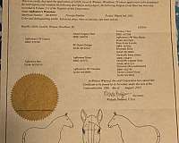 breeders-belgian-horse
