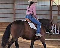 draft-gypsy-vanner-horse