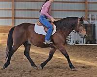 flashy-gypsy-vanner-horse