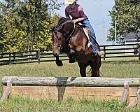 husband-safe-gypsy-vanner-horse