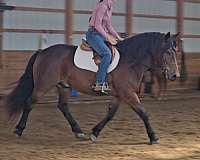 jumping-gypsy-vanner-horse