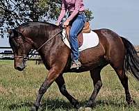 parade-gypsy-vanner-horse