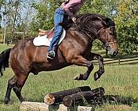 ranch-gypsy-vanner-horse
