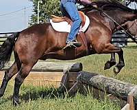 ranch-work-gypsy-vanner-horse