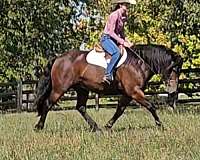 ridden-english-gypsy-vanner-horse
