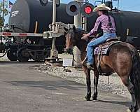 trail-gypsy-vanner-horse
