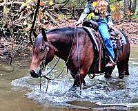 trail-riding-gypsy-vanner-horse