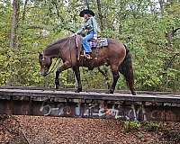 working-cattle-gypsy-vanner-horse