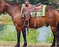 ridden-western-gypsy-vanner-horse