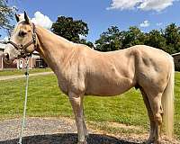 all-around-quarter-horse