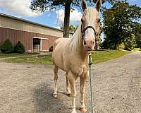 calf-roping-quarter-horse