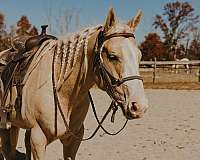 heading-quarter-horse