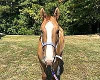 dunn-filly