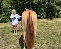 dunn-quarter-horse
