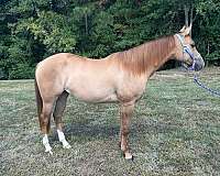 filly-quarter-horse