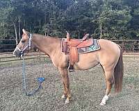 2-year-old-quarter-horse