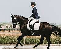 black-hanoverian-gelding
