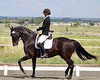 black-dressage-horse