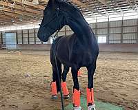 dressage-gelding