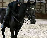 dressage-horse