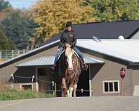 fashy-horse