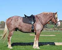 fashy-gelding