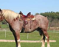 white-strip-mane-tail-horse